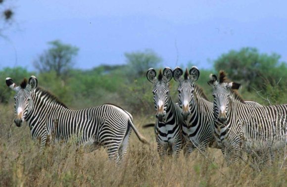 3 Days Samburu Safari Package