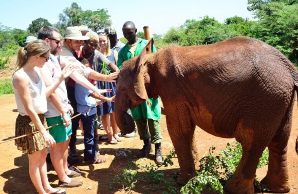 Giraffe Center, Elephant Orphanage & Bomas of Kenya Excursion