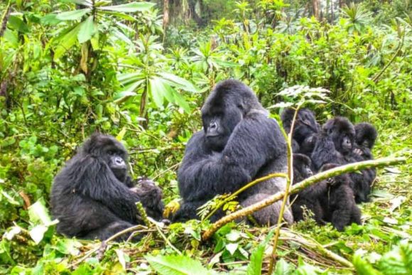 13 Days Kenya & Uganda Gorilla Overland Camping Safari